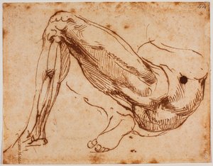 Studie van benen