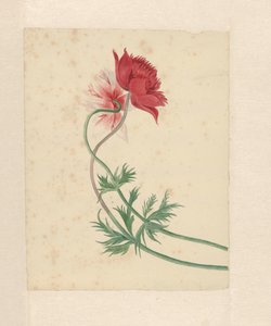 Twee takken met elk een bloem