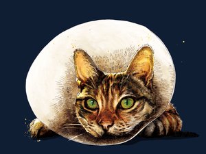 Beterschap Kat op Middernachtblauw, 2020 door Mike Davis