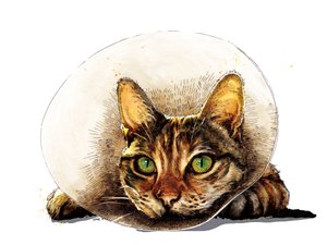 Beterschap Kat op Wit, 2020