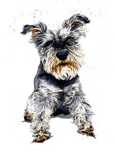 Ollie De Schnauzer op Wit
