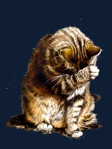 Smallfry De Kat op Middernacht Blauw door Mike Davis