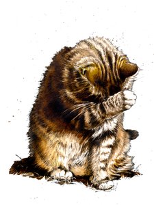 Smallfry De Kat op Wit