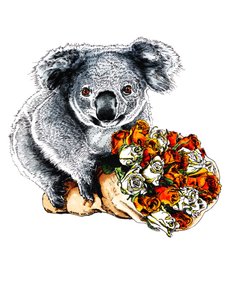 Bedankt Koala op Wit, 2020 door Mike Davis