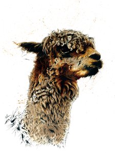 De Alpaca op Wit door Mike Davis