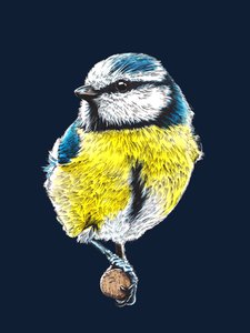 De Pimpelmees op Middernacht Blauw, 2022