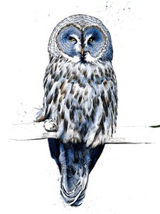 De grote grijze uil op wit, 2019