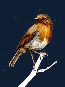 De Roodborst op Middernachtblauw door Mike Davis