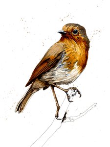 De Roodborst op Wit
