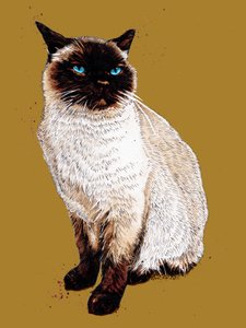 De Siamese Kat op Goudgeel, 2020