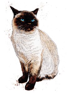 De Siamees kat op wit, 2020