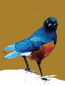 De Prachtige Spreeuw op Goudgeel, 2020