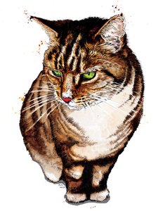 De Cyperse Kat op Wit, 2020