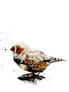 De Zebravink op Wit