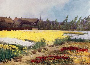 Een Bollenboerderij bij Overveen door Mima Nixon