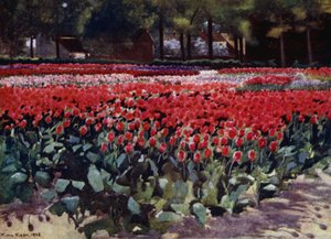 Tulpen in hun Prime door Mima Nixon
