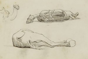 (Camel Studies) door Miner Kilbourne Kellogg