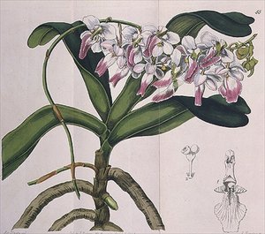Aerides Crispum (orchidee) uitgegeven door I. Ridgway