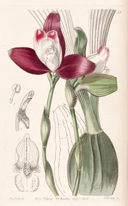 Lycaste macrophylla (als syn. Lycaste plana) door Miss Drake
