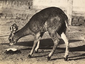 Een antilope, 09/05/1936