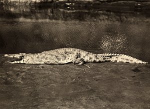 Krokodil, 09/05/1936 door Modestino Baldinetti