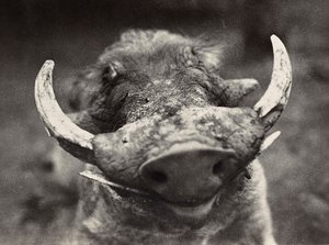 Het bouwen van een rijk in het fascistische tijdperk: kop van een wild zwijn door Modestino Baldinetti
