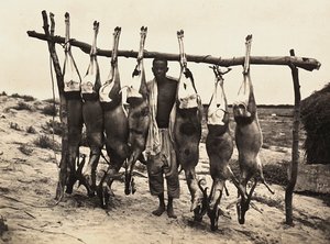 Enkele gevangen herten, 09/05/1936
