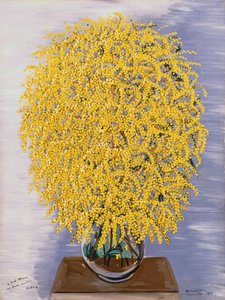 Mimosa
