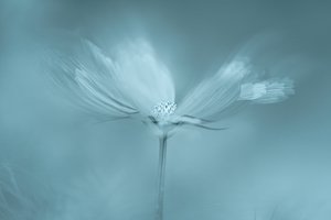 Dromerige blauwe bloem