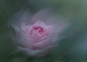 Dromerige roze roos