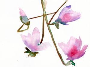 Magnolia 1