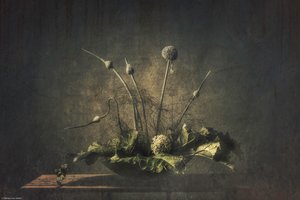 Donker botanisch stilleven door Monique van Velzen