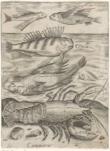 Studieblad met vier vissen en een kreeft (Piscium vivae icones)