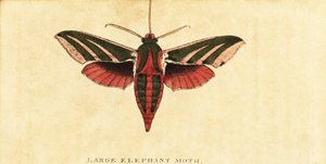 Olifantshavikmot, Deilephila elpenor