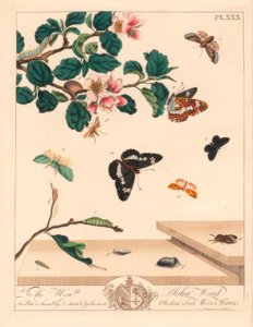 Achtcijferige mot, Diloba caeruleocephala, witte admiraal, Limenitis arthemis, schoorsteenveger, Odezia atrata, rode bogen mot, Callimorpha miniata, bruine gevederde mot, Pterophorus pterodactylus, zeldzame zilverlijnen, Bena bicolorana, en snuitmot, Hypen