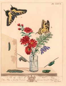Koninginnenpage, Papilio machaon. Handgekleurde lithografie naar een illustratie