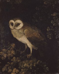 Een Uil