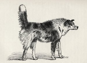 Halfbloed Herderhond met vijandige bedoelingen, uit Charles Darwin