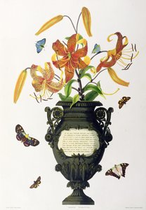 Lilium tigrinum (tijgerlelie), uit 