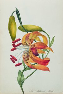 Tijgerlelie