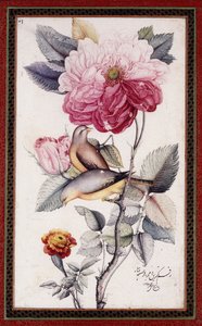 Gul-o Bulbul