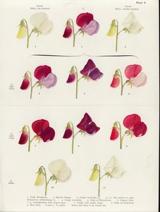 Ongewenst allelomorfisme in suikererwten (kleurenlitho) door Muriel Wheldale (after) Onslow