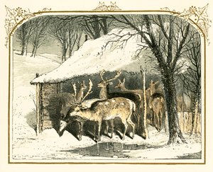 Herten in de sneeuw