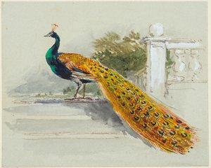 Pauw, ca. 1640-99 door Myles Birket Foster