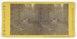 Kathedraalbossen, North Conway, N.H., midden 19e eeuw