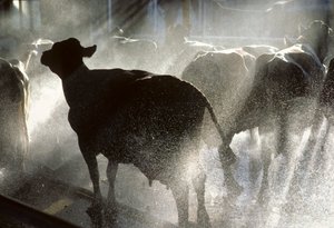 Melkkoeien worden gewassen onder een douche voordat ze worden gemolken op Kibboets Yotvata door Nathan Benn