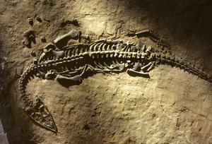 Foto van een marien gewerveld fossiel uit het Trias van een Pachypleurosaurus