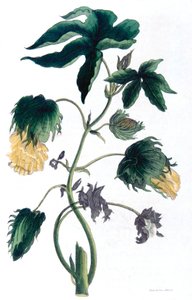 Gossypium - katoenplant, 1823