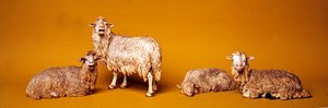 Schaap, uit de kerststal en boom