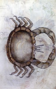 Sloane 3983 f.14v, Een krab, sterrenbeeld Kreeft
